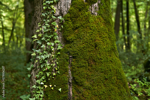 Fototapeta Naklejka Na Ścianę i Meble -  fragment of a tree trunk with moss and bindweed