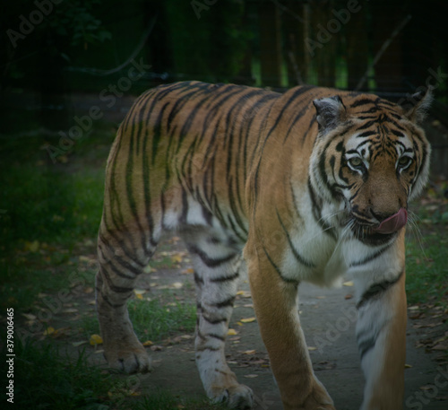 Tiger close up - walking around