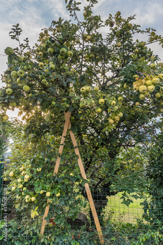 Fototapeta premium Old quince tree that has to be propped up because of the weight of its fruits