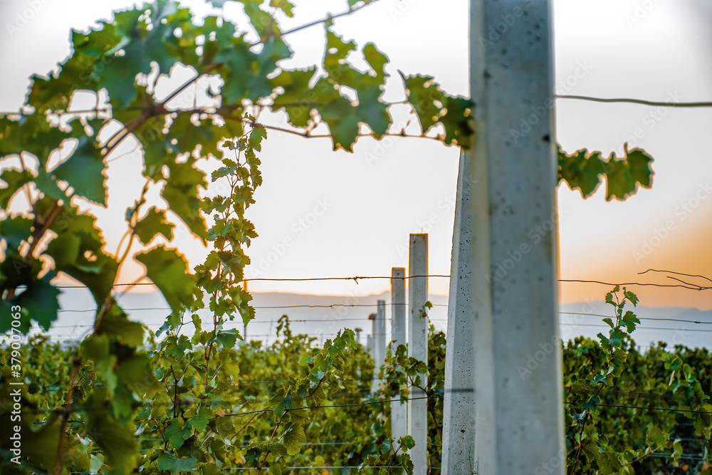 Fototapeta premium fence in the vineyard garden