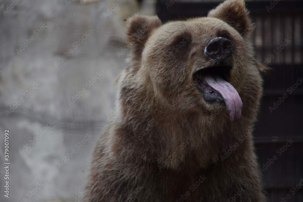 Fototapeta premium Little Grizzly bear is crawling