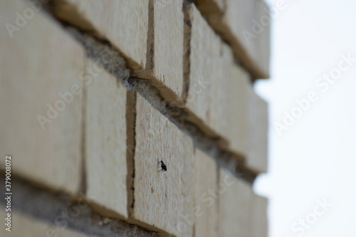 bug on bricked wall