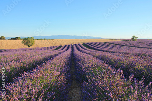 The amazing lavender field at Valensole in the gorgeous provence region in France  © Picturereflex