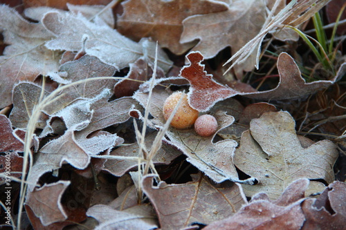 Frost and Leaves