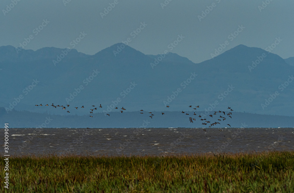 a flock of geese flew over the water outside the marshland with mountain ranges in the background over the horizon