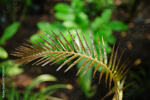 Close-up of Ceratozamia, genus of New World cycads in the family Zamiaceae. photo