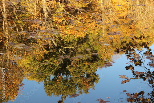 Autumn Reflection
