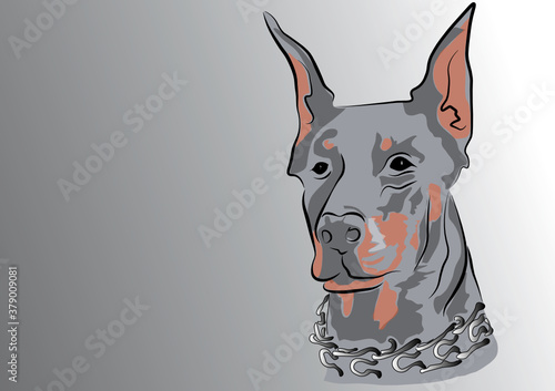 a big doberman dog looking