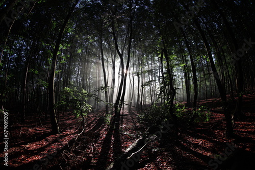 Bezaubernder Morgenstimmung im Wald
