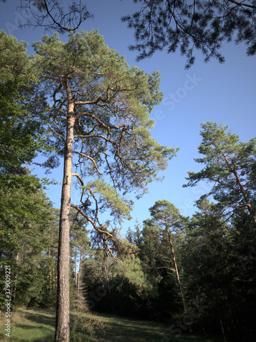 an old conifer on the edge of the forest