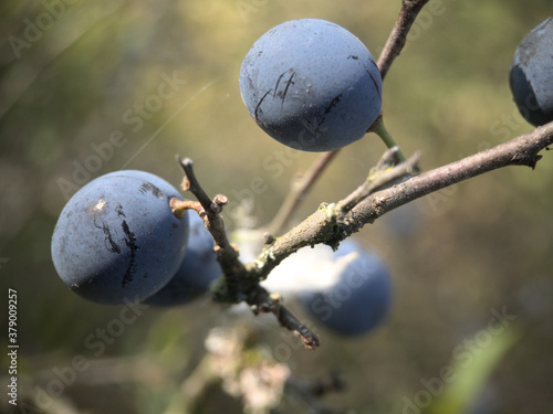 Ripe sloes on a bush