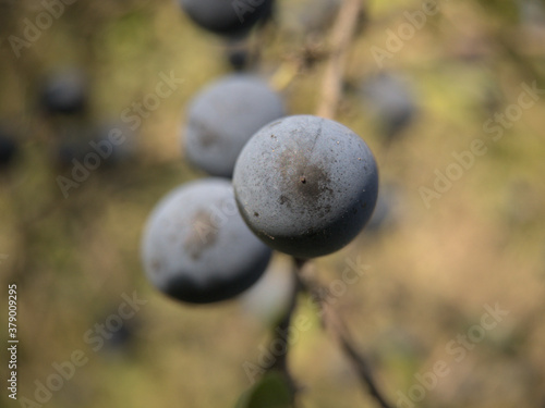 Ripe sloes on a bush