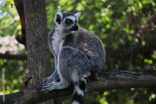 Close-up of Lemur Sitting on Tree Branch in Czech Zoo Park. The Ring-Tailed Lemur (Lemur Catta) is a Large Strepsirrhine Primate with Black and White Ringed Tail. 