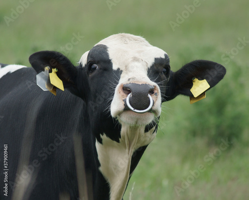 Ein verärgerter Bulle mit einem Stahlring durch die Nase. photo