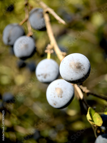 Ripe sloes on a bush
