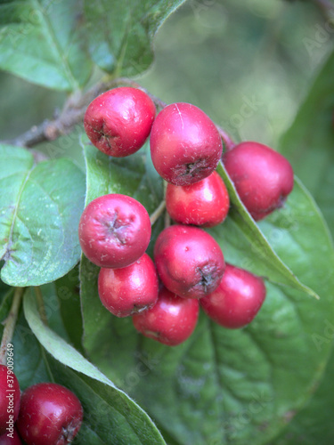 Hawthorn fruits in autumn on the tree