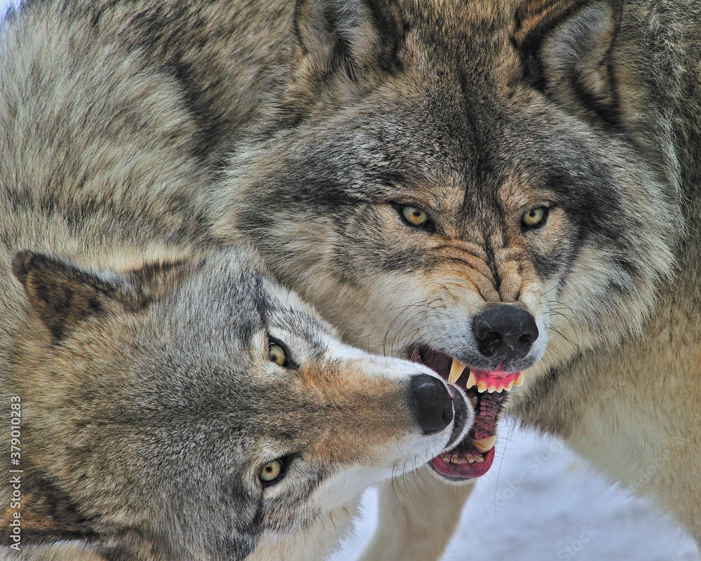 Timber Wolves engaged in social play - Canada 