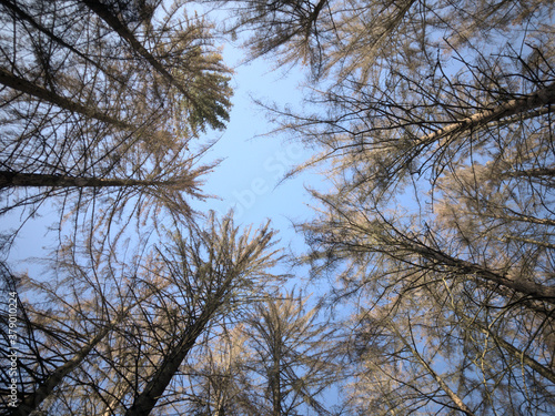 treetops in the forest in summer