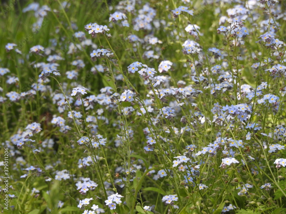 Small numerous light blue flowers