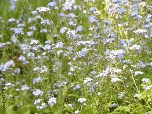 Small numerous light blue flowers © Rafal