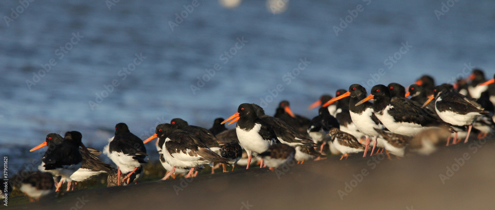 Fototapeta premium a large group oystercatchers resting at the sea wall along the water of the westerschelde sea with high tide in summer