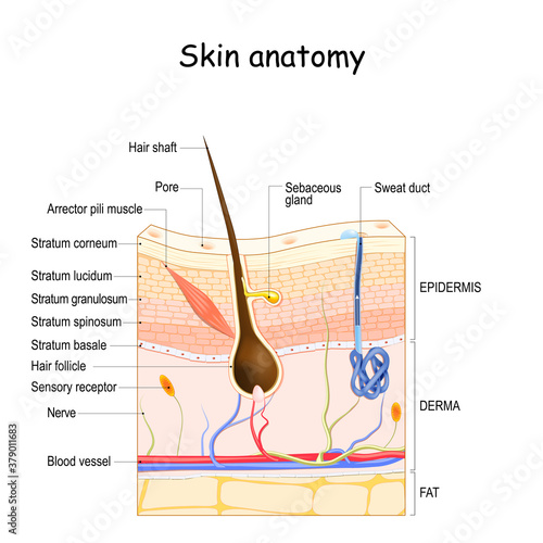 Skin anatomy. Cross section of the human skin. photo