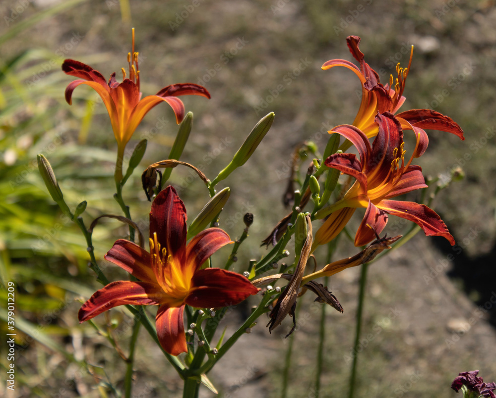 Brilliant orange daylilies in bloom Brilliant orange daylilies in bloom