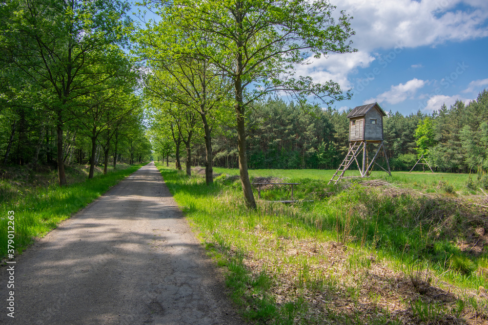 Wooden deer stand looks like elevated tiny house with ladder situated on small glade in the middle of forest in sunlight Wooden deer stand looks like elevated tiny house with ladder situated on small glade in the middle of forest in sunlight