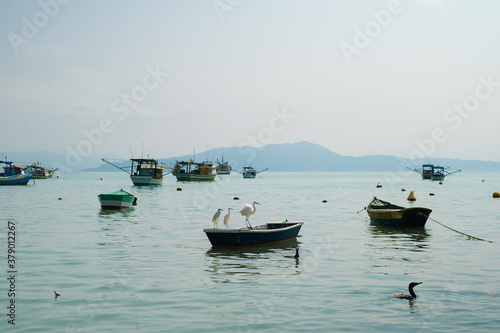 fishing boats in the harbor with birds