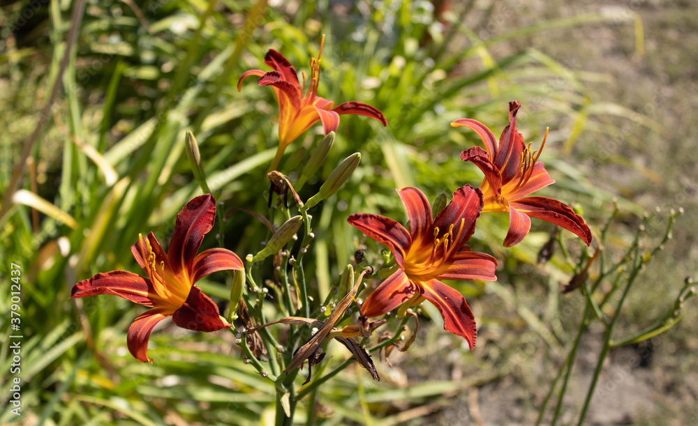 Brilliant orange daylilies in bloom Brilliant orange daylilies in bloom