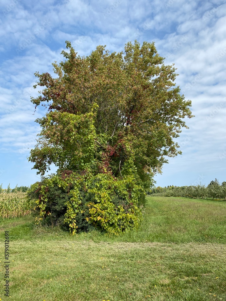 Scenic Minnesota Landscape in Early Autumn