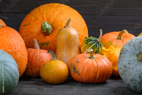 Autumn harvest colorful squashes and pumpkins in different varieties. Wood background.