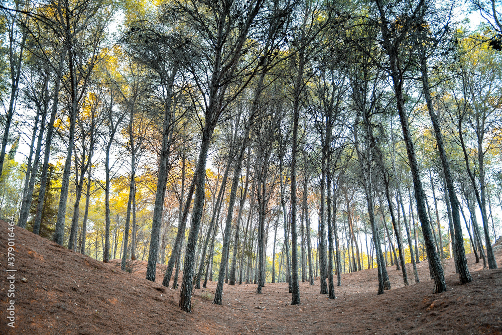 Bosque de pinos en el parque de el Morlaco, Málaga. Bosque de pinos en el parque de el Morlaco, Málaga.