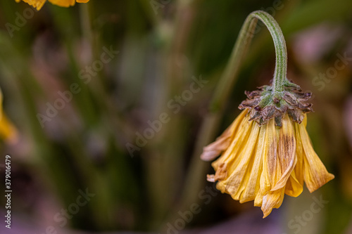 Close up of a daisy that is wilting and drooping