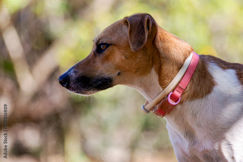 Portrait of a spotted white and brown female dog, with pink collar, walking in the park. Animal world. Pet lover. Animal lover. Doglover.