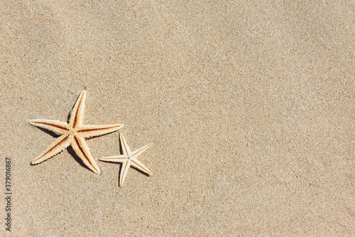 Top view of two starfishes on beach sand. Travel and tourism. Copy space, flatlay