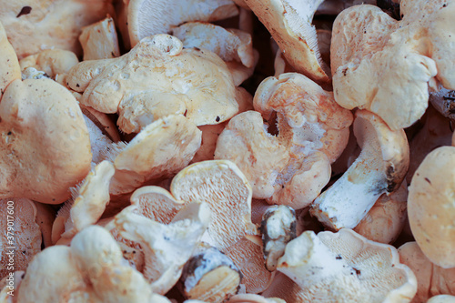 Obraz na płótnie champignons pieds de mouton 