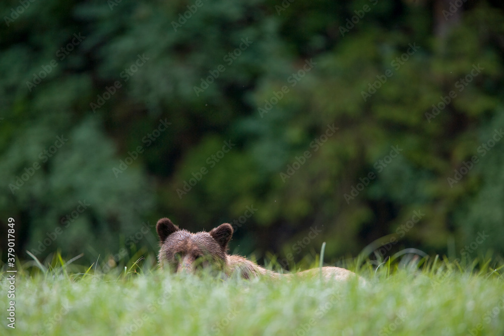 Brown Bear, Misty Fiords National Monument, Alaska Brown Bear, Misty Fiords National Monument, Alaska