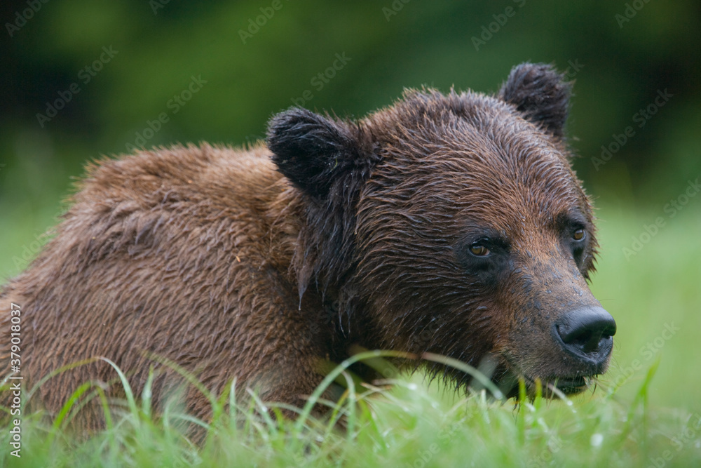Brown Bear, Misty Fiords National Monument, Alaska Brown Bear, Misty Fiords National Monument, Alaska