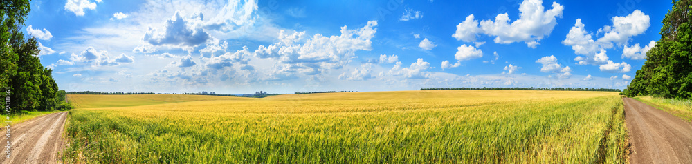 Rural landscape, panorama, banner - field of young wheat and country road in the rays of the summer sun