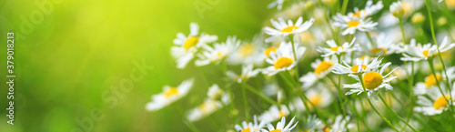 Chamomile flowers (Matricaria recutita), blooming plants in the spring meadow on a sunny day, closeup with space for text © rustamank