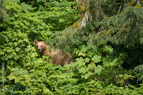 Brown Bear along Endicott Arm, Alaska