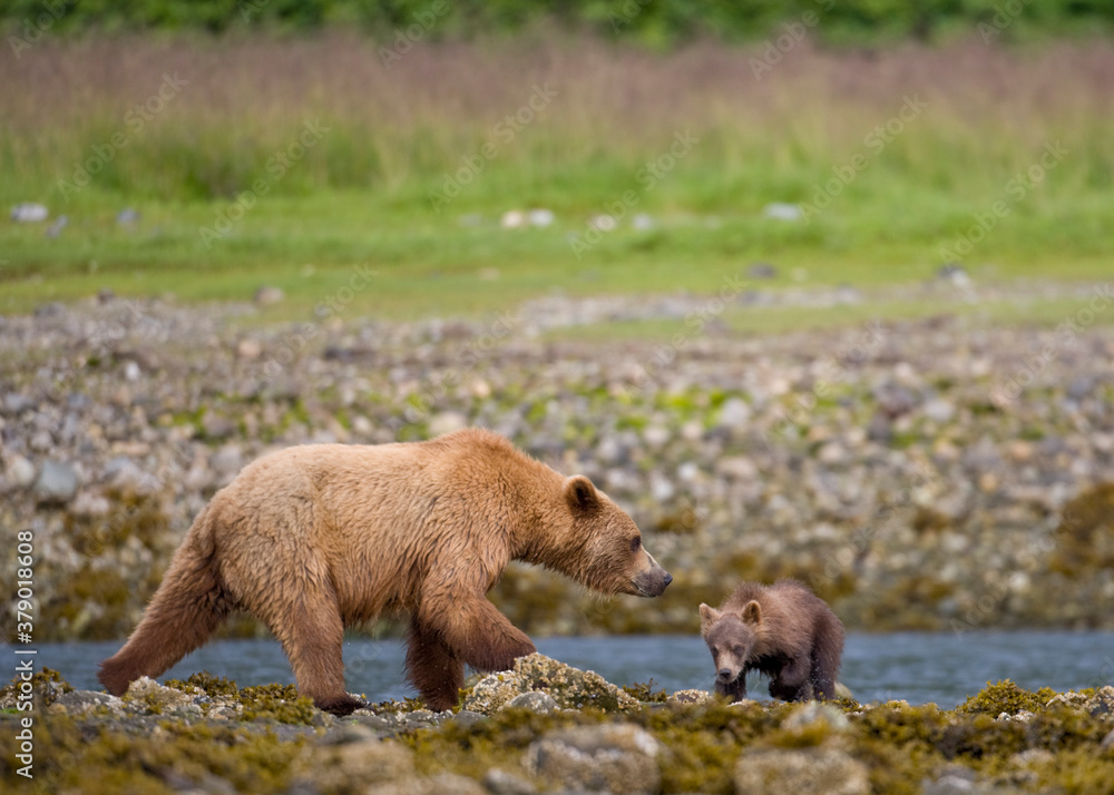 Fototapeta premium Brown Bear along Low Tide Line, Alaska