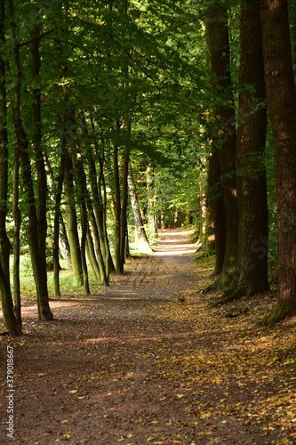 Arboretum Bramy Morawskiej – ogród botaniczny usytuowany we wschodniej części Raciborza obejmujący całym swoim zasięgiem las komunalny Obora. komunalny Obora krzewy lato 