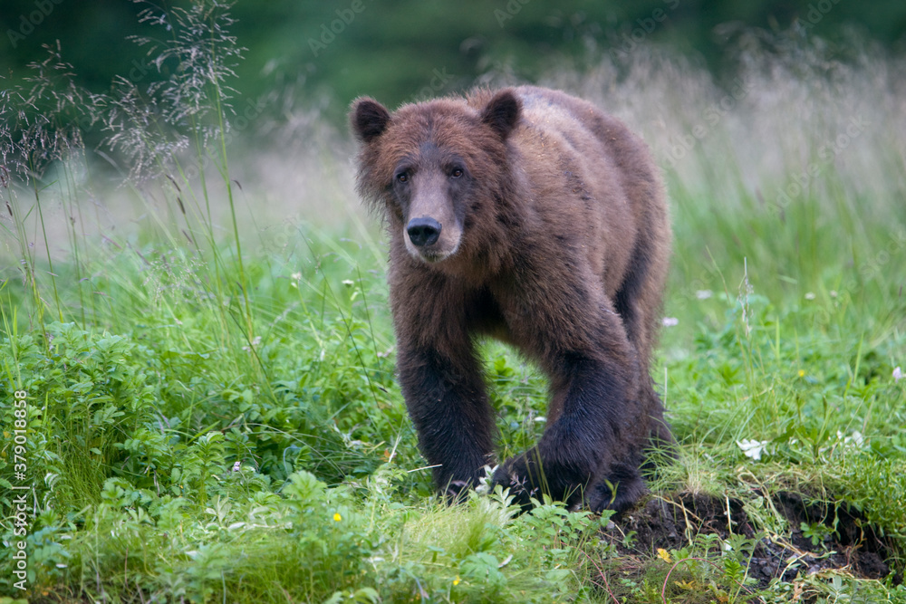 Brown Bear along Salmon Stream, Alaska