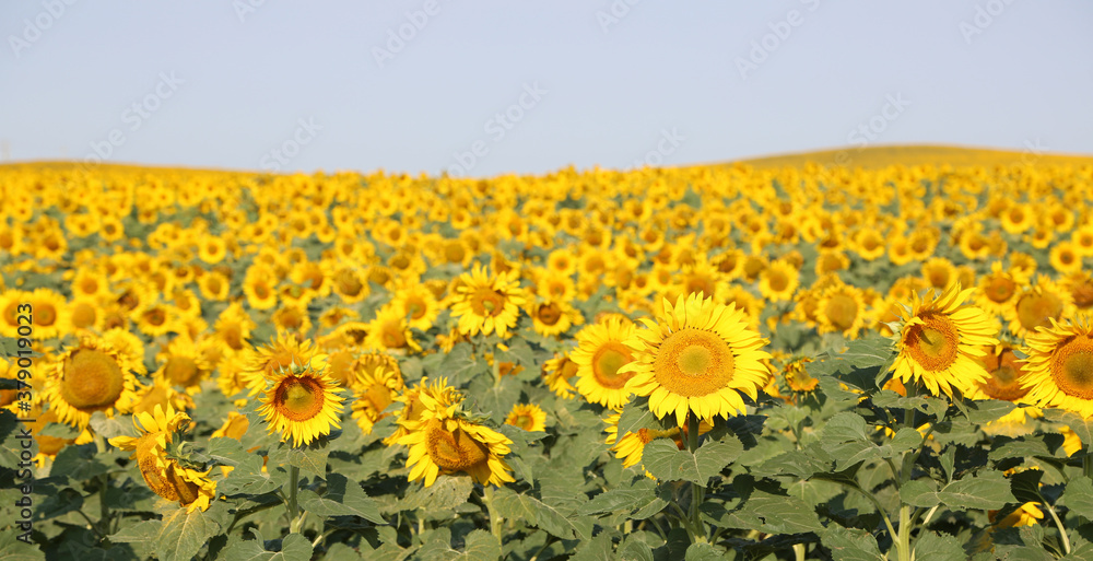 Fototapeta premium Sunflowers - North Dakota
