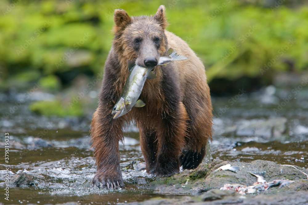 Fototapeta premium Brown Bear and Sockeye Salmon, Alaska