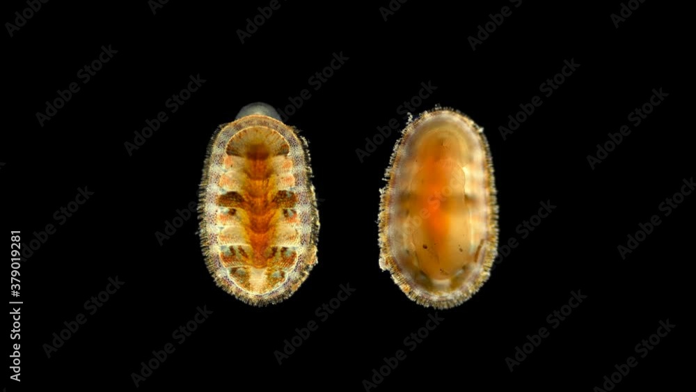 Mollusca Lepidochitona sp. or a common chiton under a microscope, class Polyplacophora, feeds on algae, possibly bryozoans. Found on rocks, boulders, or in rock crevices. Black Sea Mollusca Lepidochitona sp. or a common chiton under a microscope, class Polyplacophora, feeds on algae, possibly bryozoans. Found on rocks, boulders, or in rock crevices. Black Sea