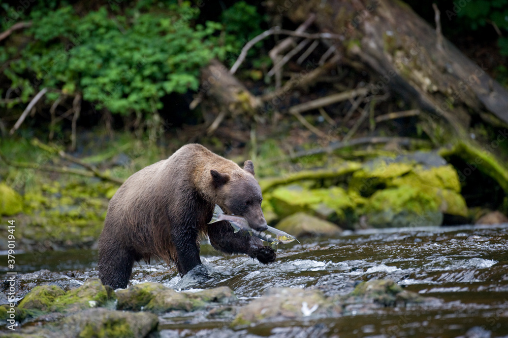 Fototapeta premium Brown Bear and Sockeye Salmon, Alaska