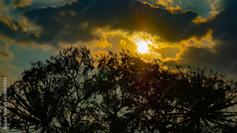 Obraz premium Atardecer sobre árbol.